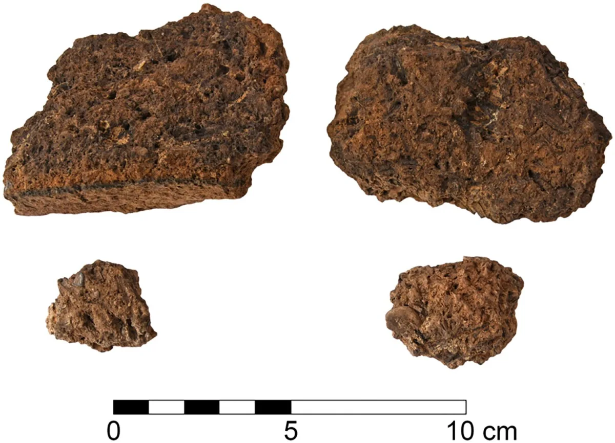 Four rough brown lumps of fired clay full of small holes and plant impressions, above a 10 cm scale bar