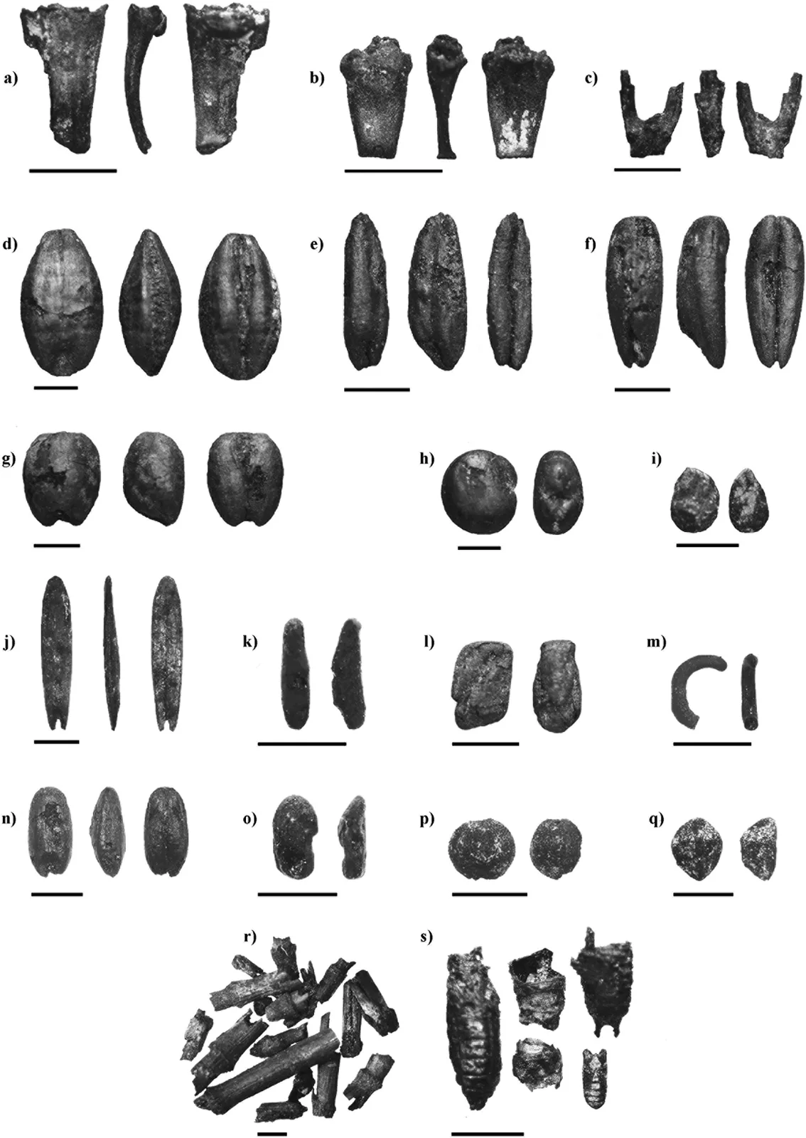Grid of black-and-white microscope photographs of charred seeds, grains, chaff and straw fragments, each with a small scale bar