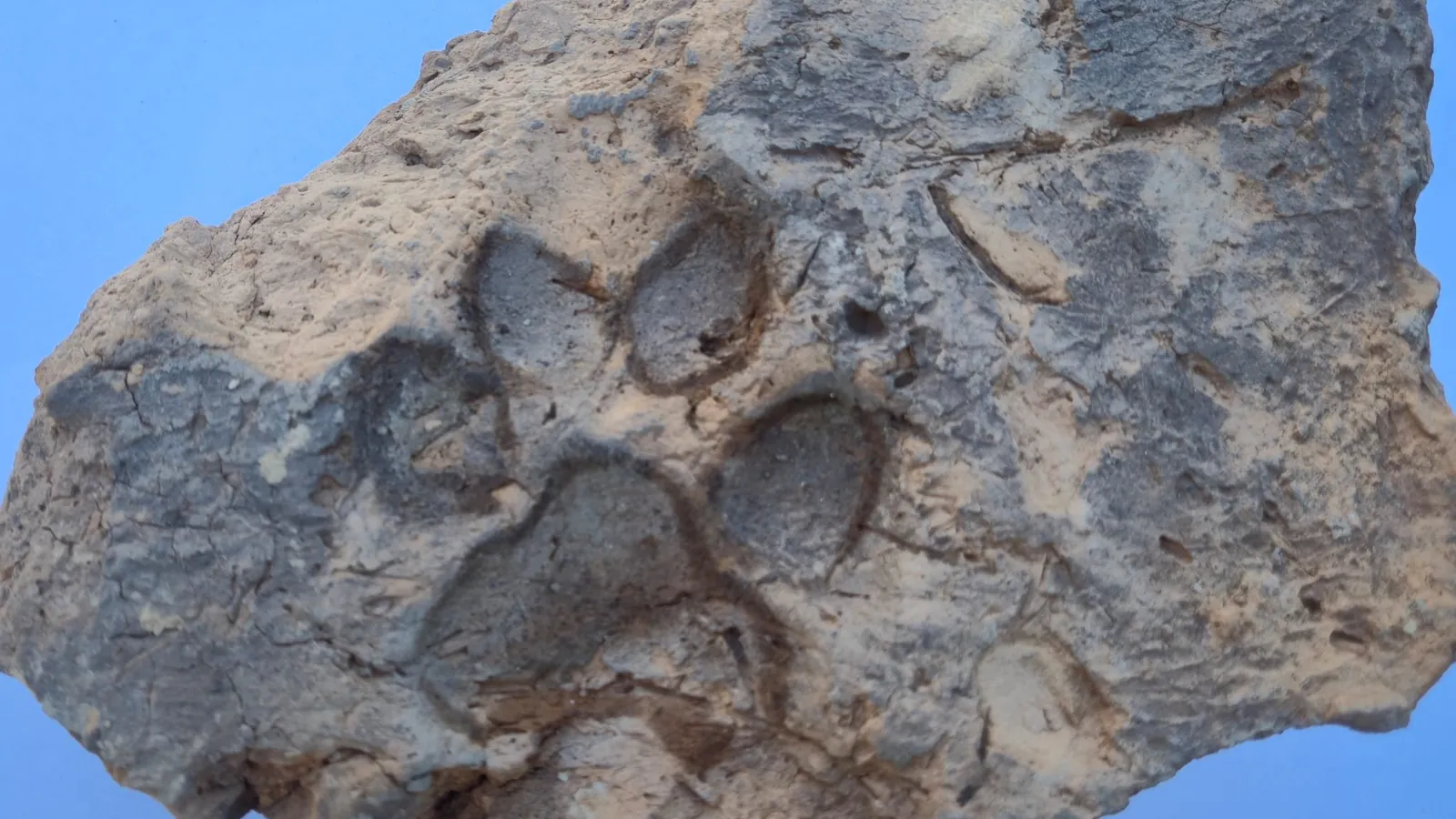 Close view of a broken piece of grey and buff mudbrick with the deep impression of a dog's paw, oval toe pads above a larger heel pad, against a blue background