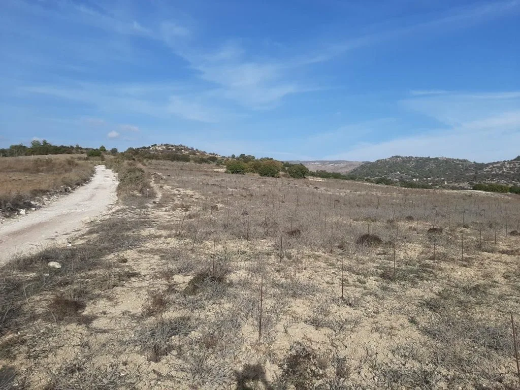 A dry field of low scrub planted with rows of thin stakes beside a white dirt track, with wooded hills under a blue sky behind