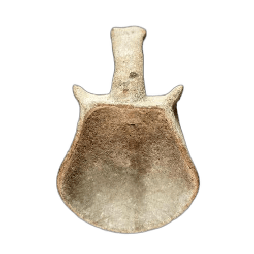 "Shovel" of Plain White ware, Classical Cypriot