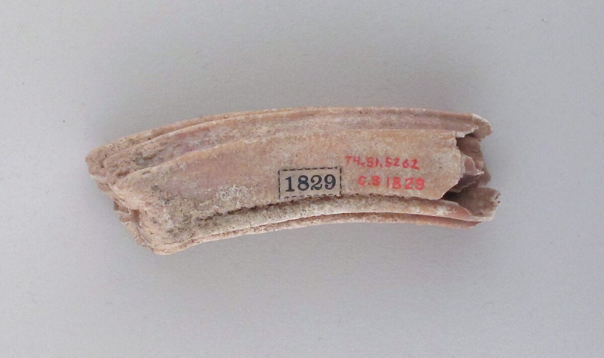 Tooth of an ox, Bronze Age Cypriot