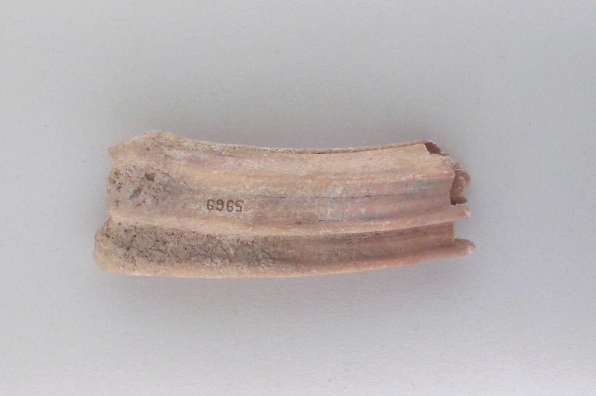 Tooth of an ox, Bronze Age Cypriot tool